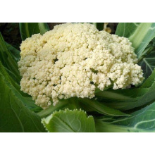 Coliflor deliciosa y nutritiva